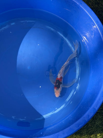 Showa Butterfly Koi 9 Inch