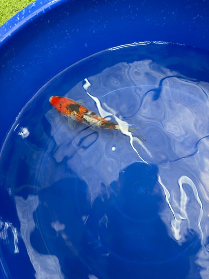 6"  Ginrin Showa Japanese Import Koi (Hand Picked) T2