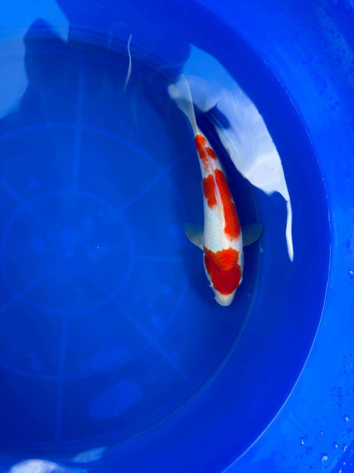 9" Kohaku Japanese Imported T2