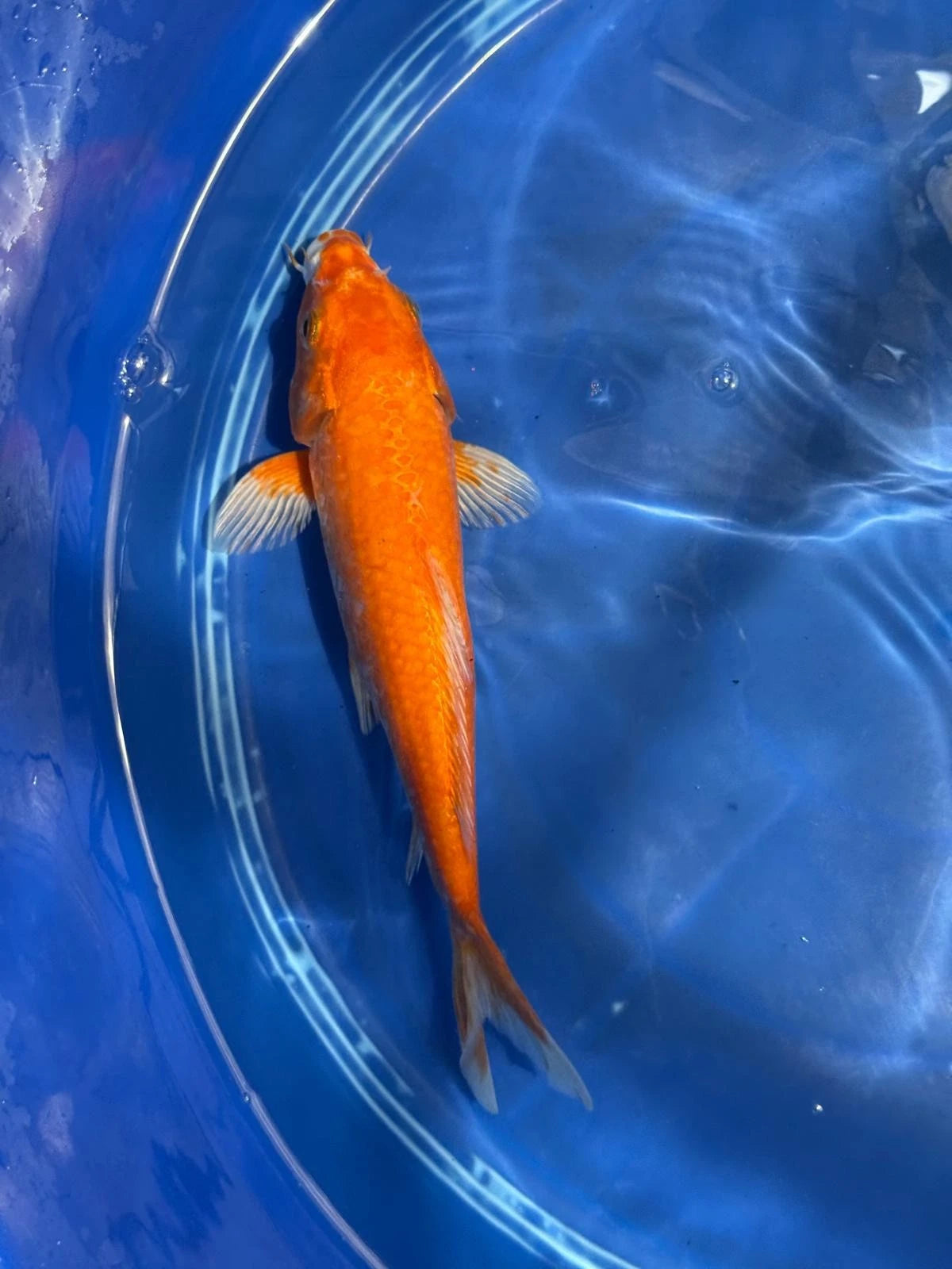 Benigoi 9.5 " Koi