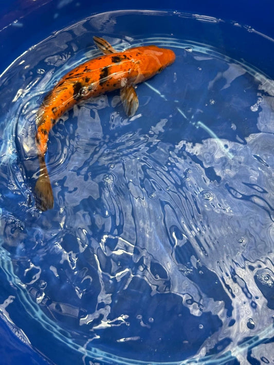 11" Aka Bekko Koi