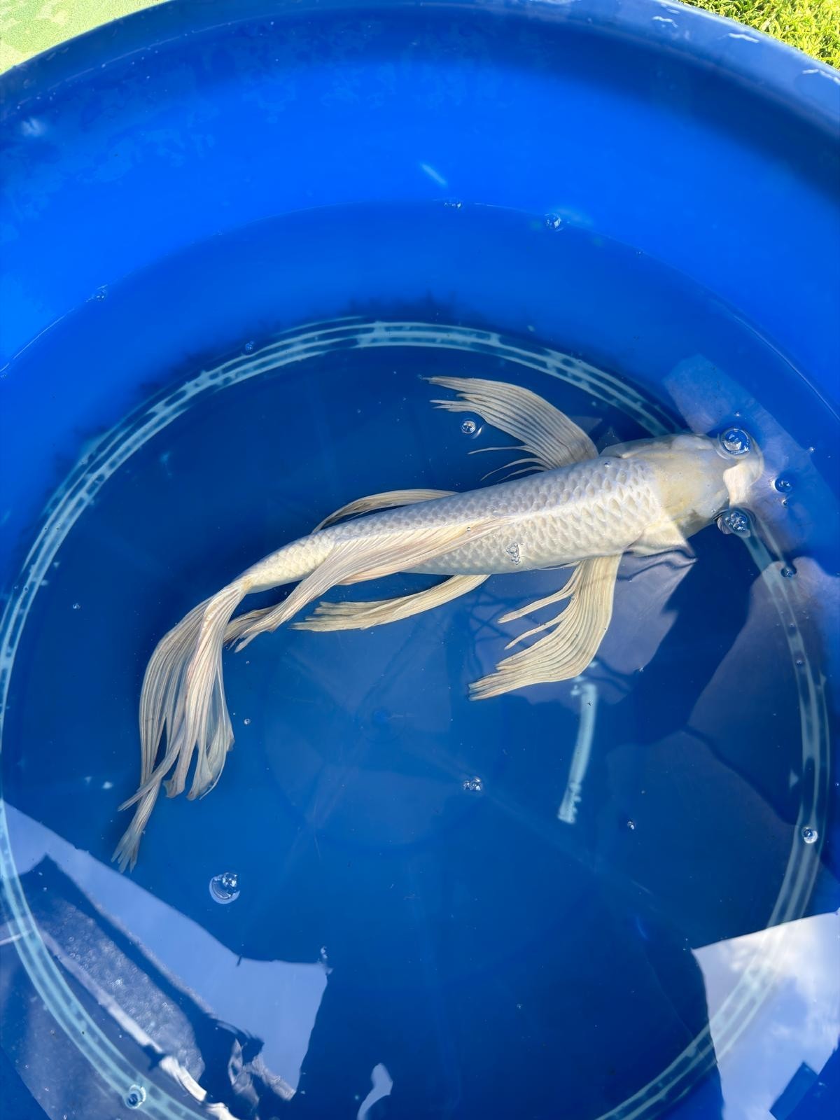 15" Platinum Butterfly Koi
