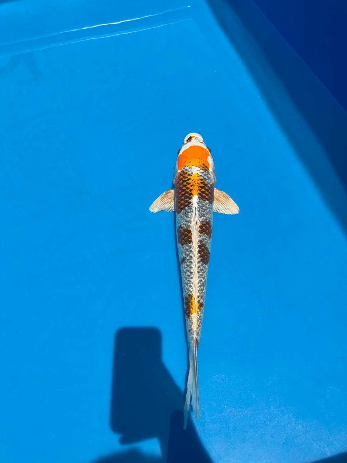 20" Kujaku-Japanese Imported-Female-Breeder Certifcate