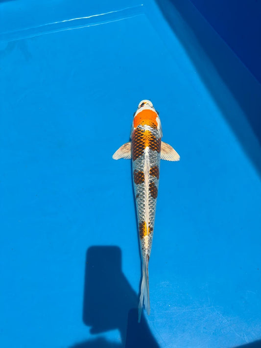 20" Kujaku-Japanese Imported-Female-Breeder Certifcate