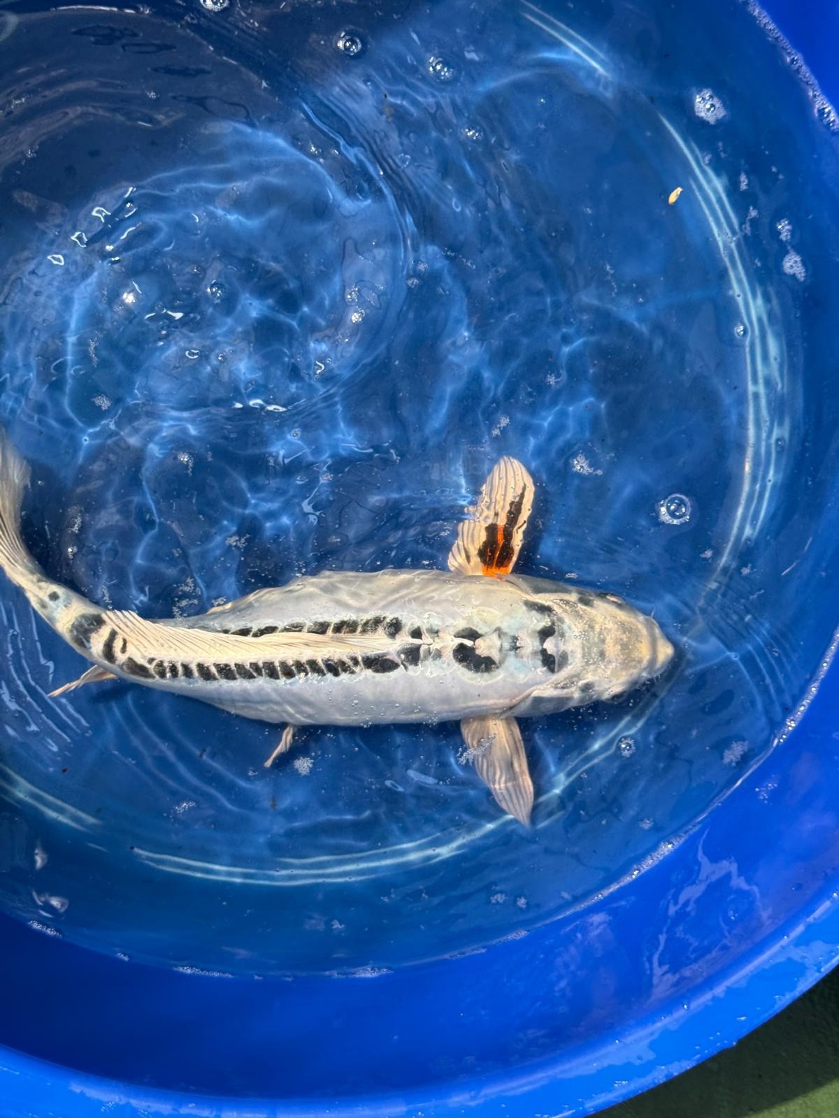 14.5"  Kikokuryu Japanese Import Koi