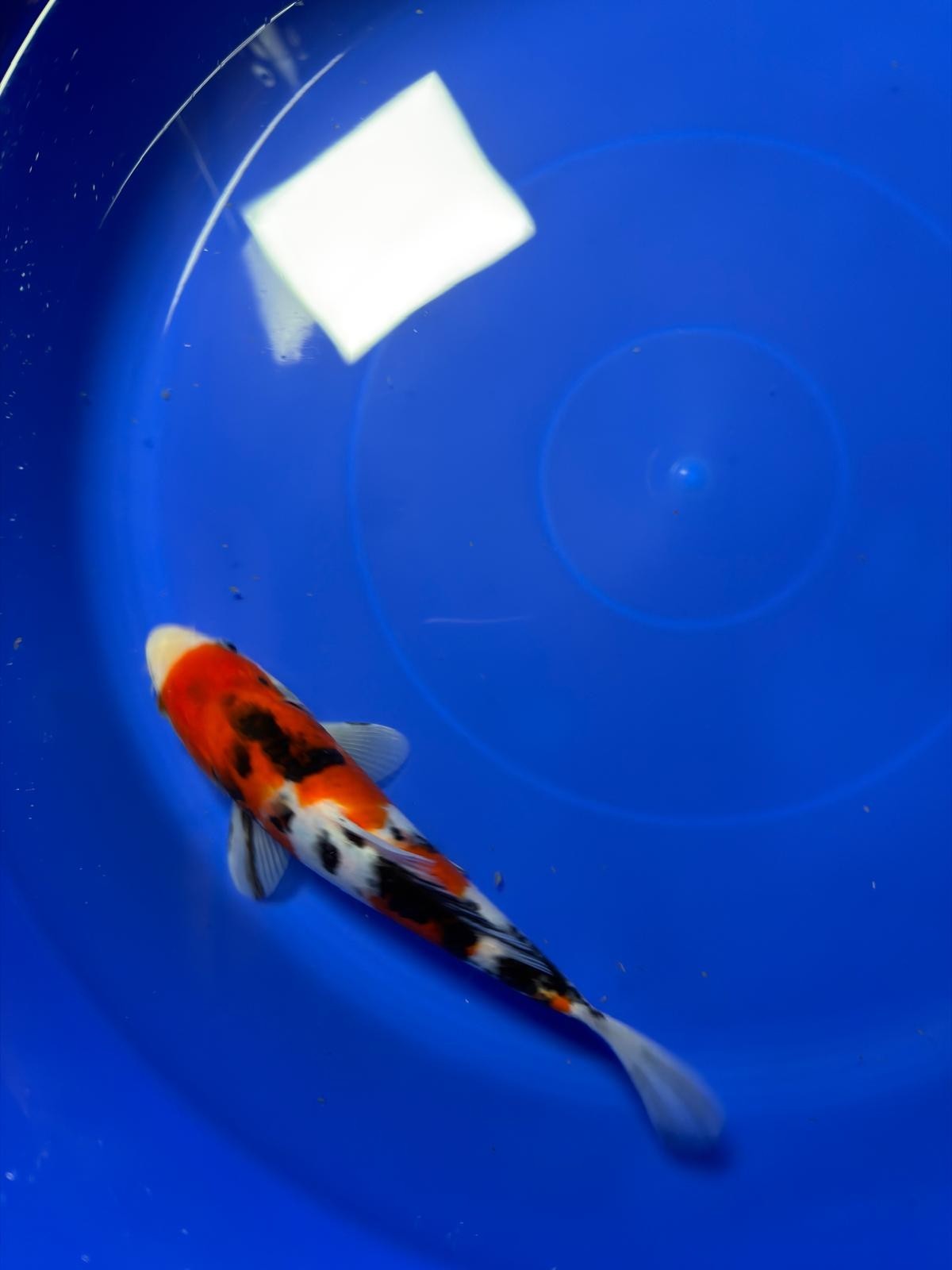 9" Showa Japanese Imported HQ(High Quality)