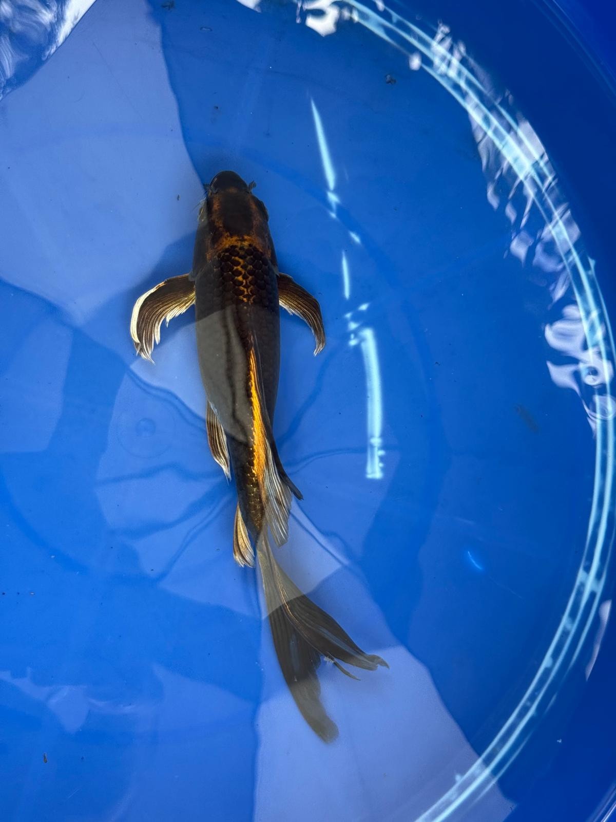 Kin Matsuba Butterfly Koi 9 Inch GT