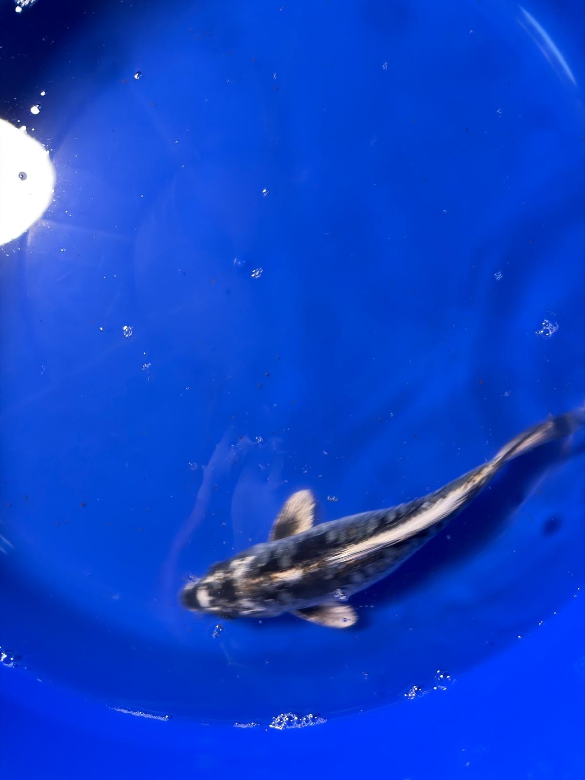 Aragoke Dragon Scale 9" inch Koi