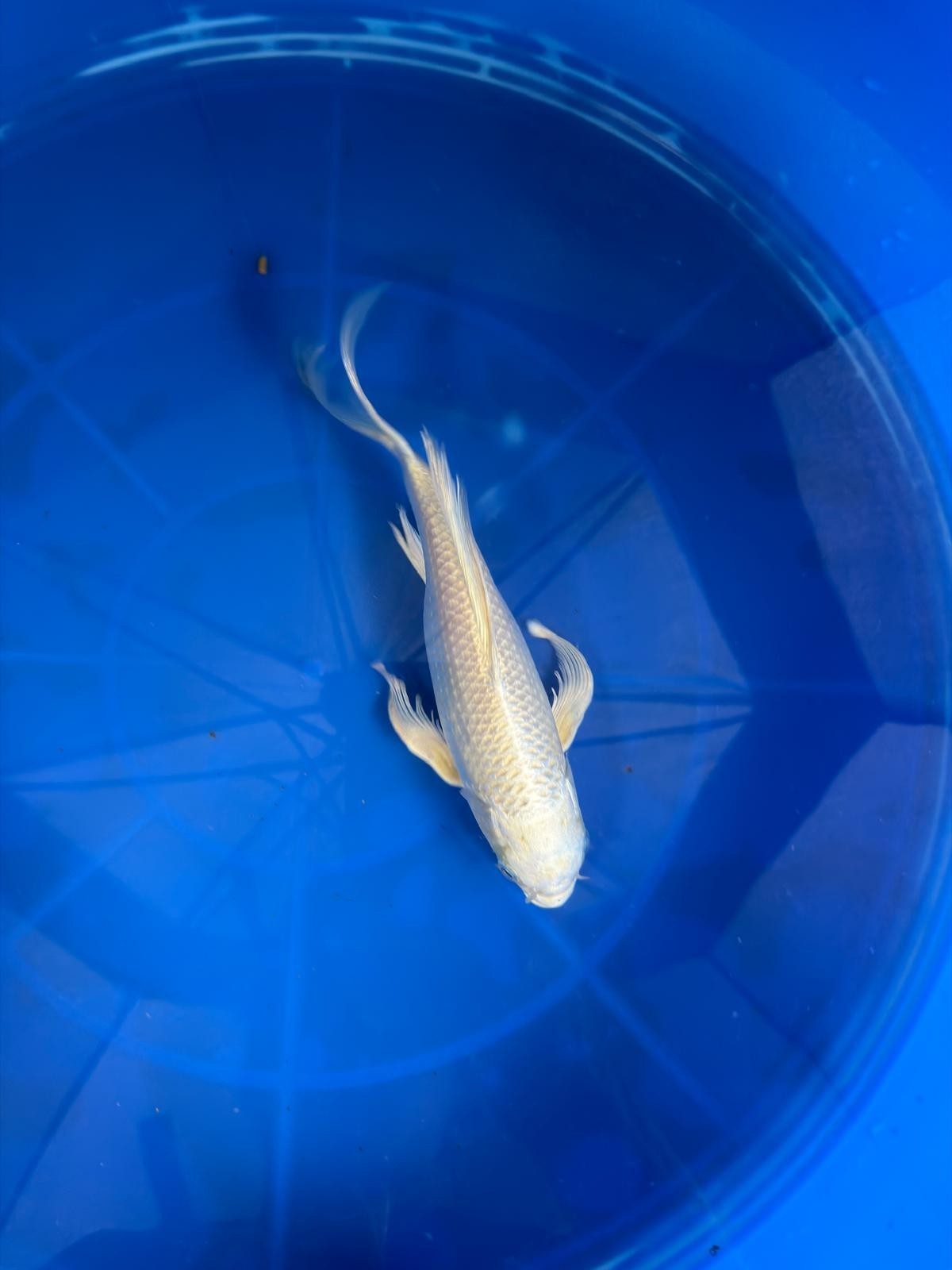 Platinum Butterfly Koi 9"