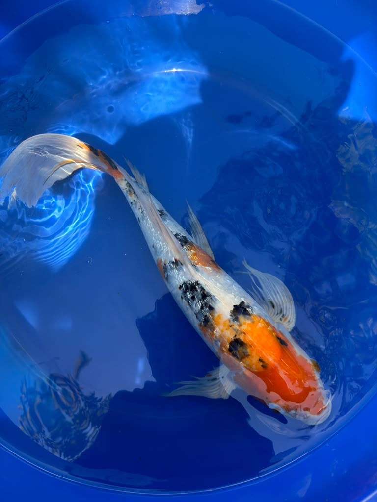 Showa Butterfly Koi 18  Inch
