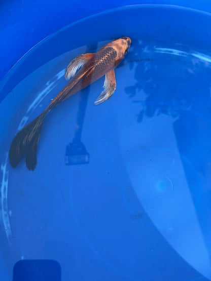 Kin Matsuba Butterfly Koi 8 Inch
