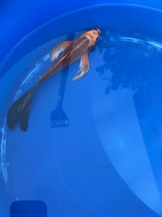 Kin Matsuba Butterfly Koi 8 Inch