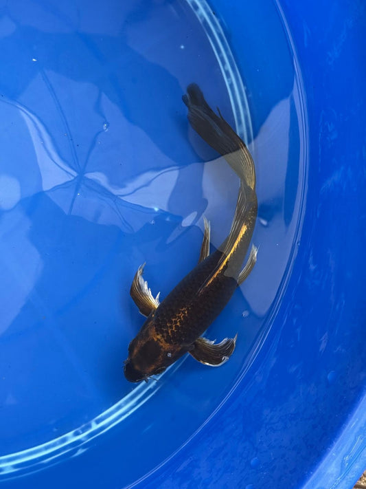 Kin Matsuba Butterfly Koi 9 Inch GT