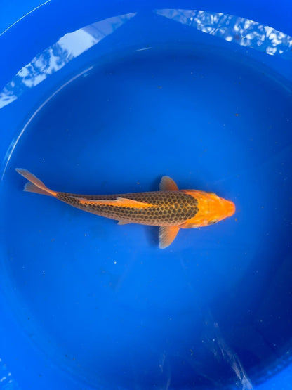 10" Aka Matsuba Japanese Imported
