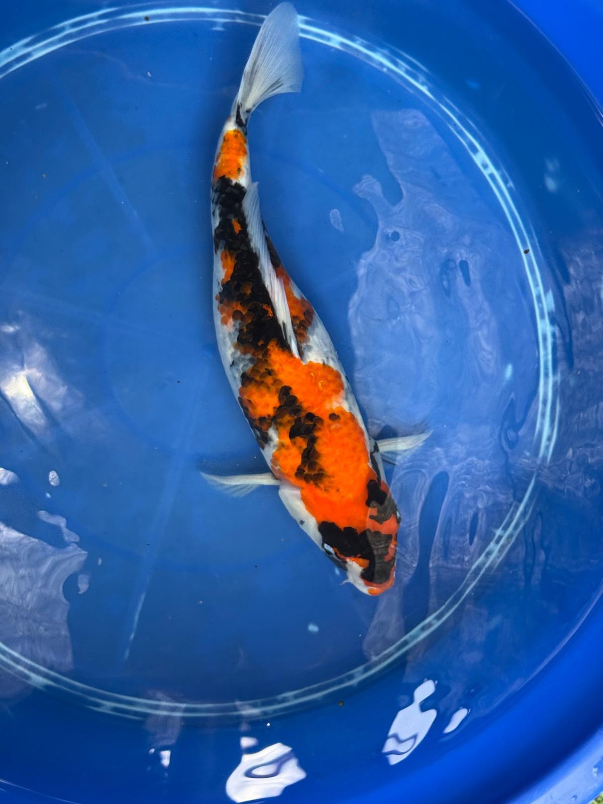 15" Dinichi Showa Japanese Import Koi