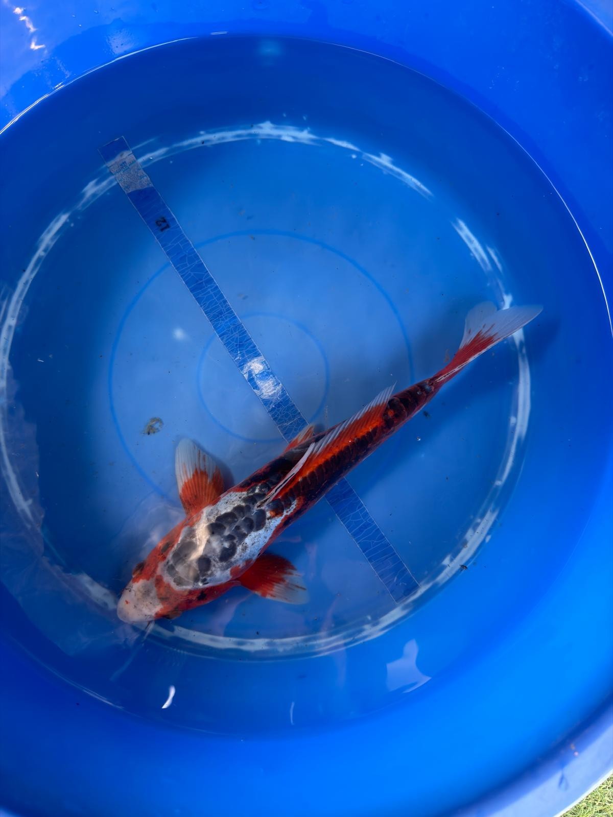 Shusui  Koi 12"