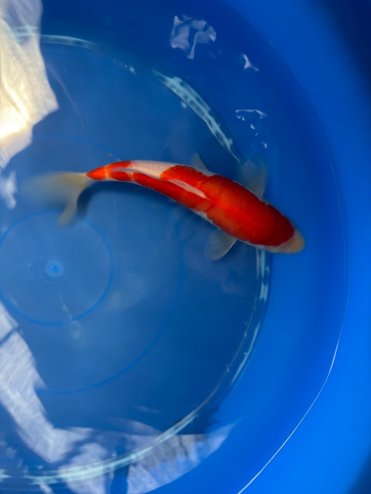 8" Kohaku Japanese Imported (Hand Picked) T2
