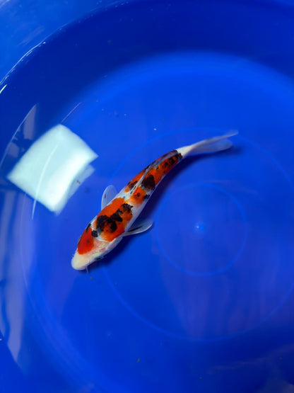 8" Showa Japanese Imported (Hand Picked)