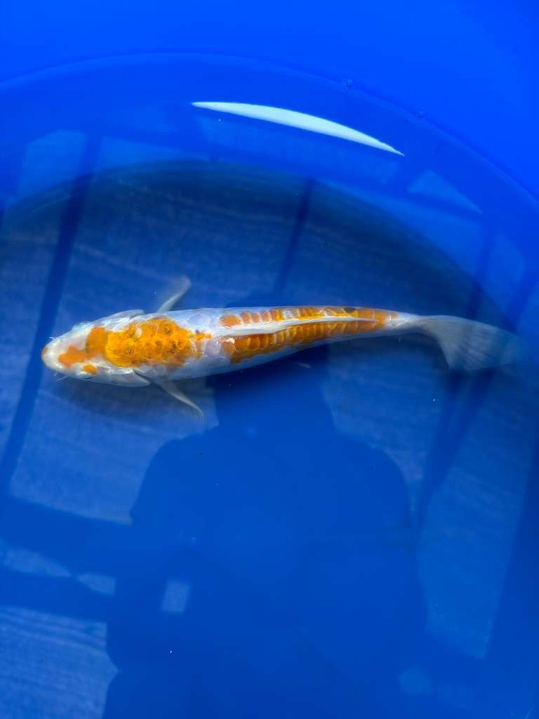 Doitsu Hariwake 8" inch Koi