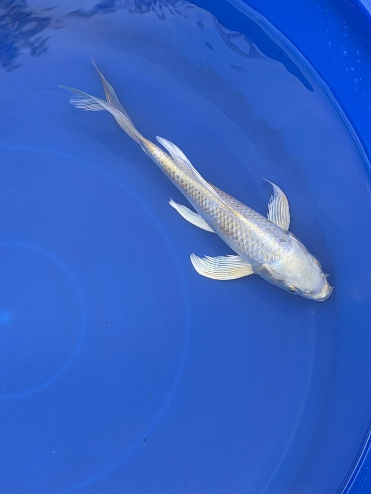 Platinum Ogon Butterfly Koi 8"