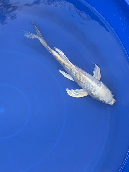 Platinum Ogon Butterfly Koi 8"