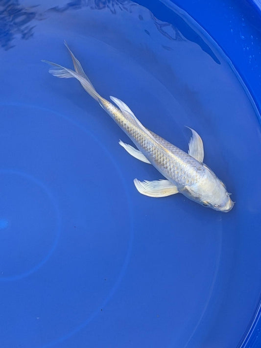 Platinum Ogon Butterfly Koi 8"