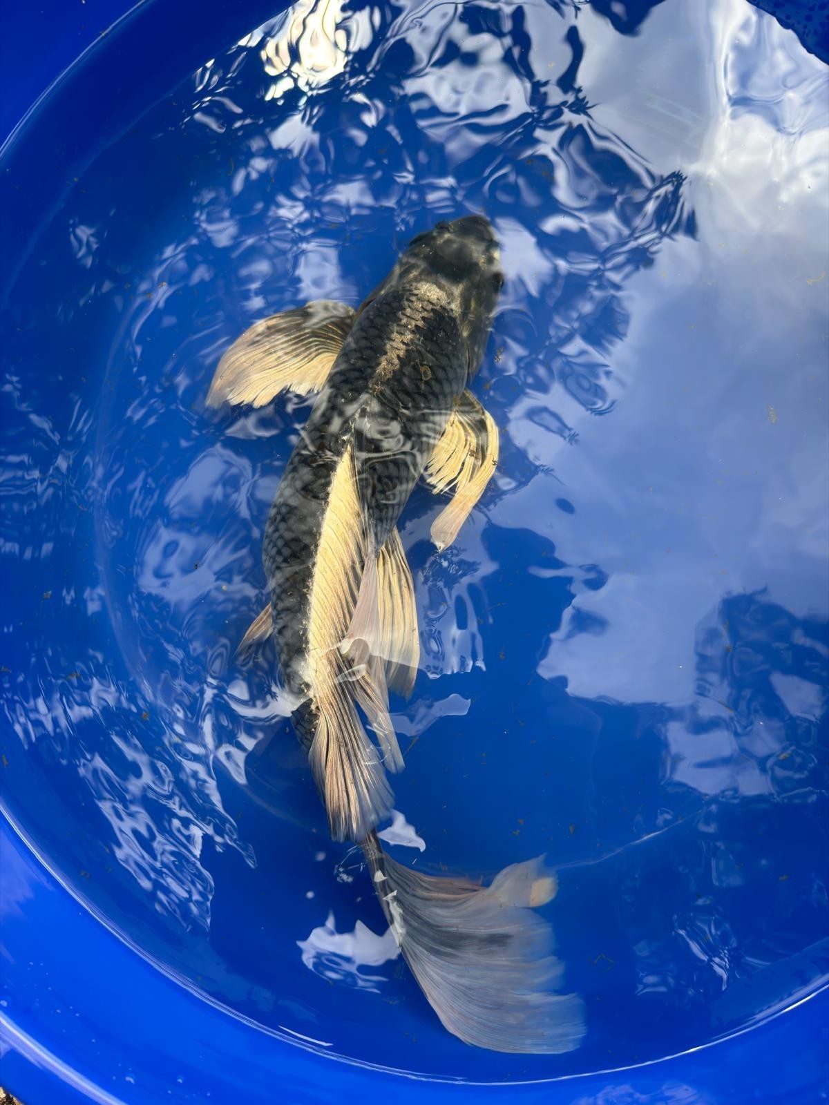 Matsuba Butterfly Koi 19"
