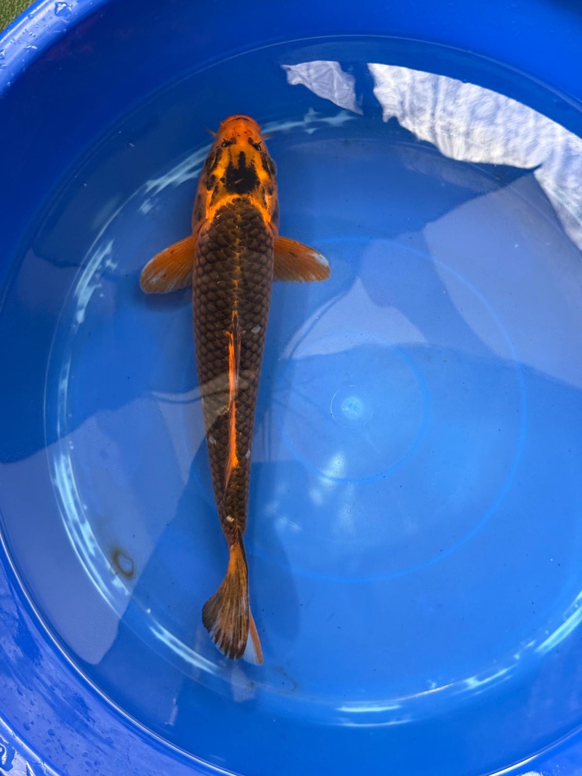 AKA Matsuba 12" KOI D