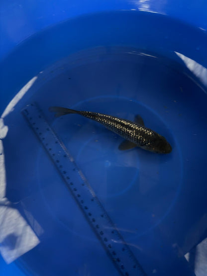 6"  Ginrin Soragoi Japanese Import Koi (Hand Picked) T3