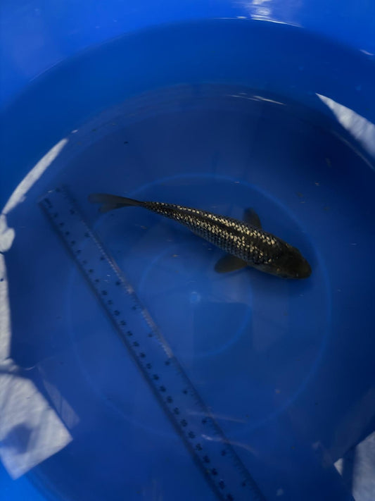 6"  Ginrin Soragoi Japanese Import Koi (Hand Picked) T3