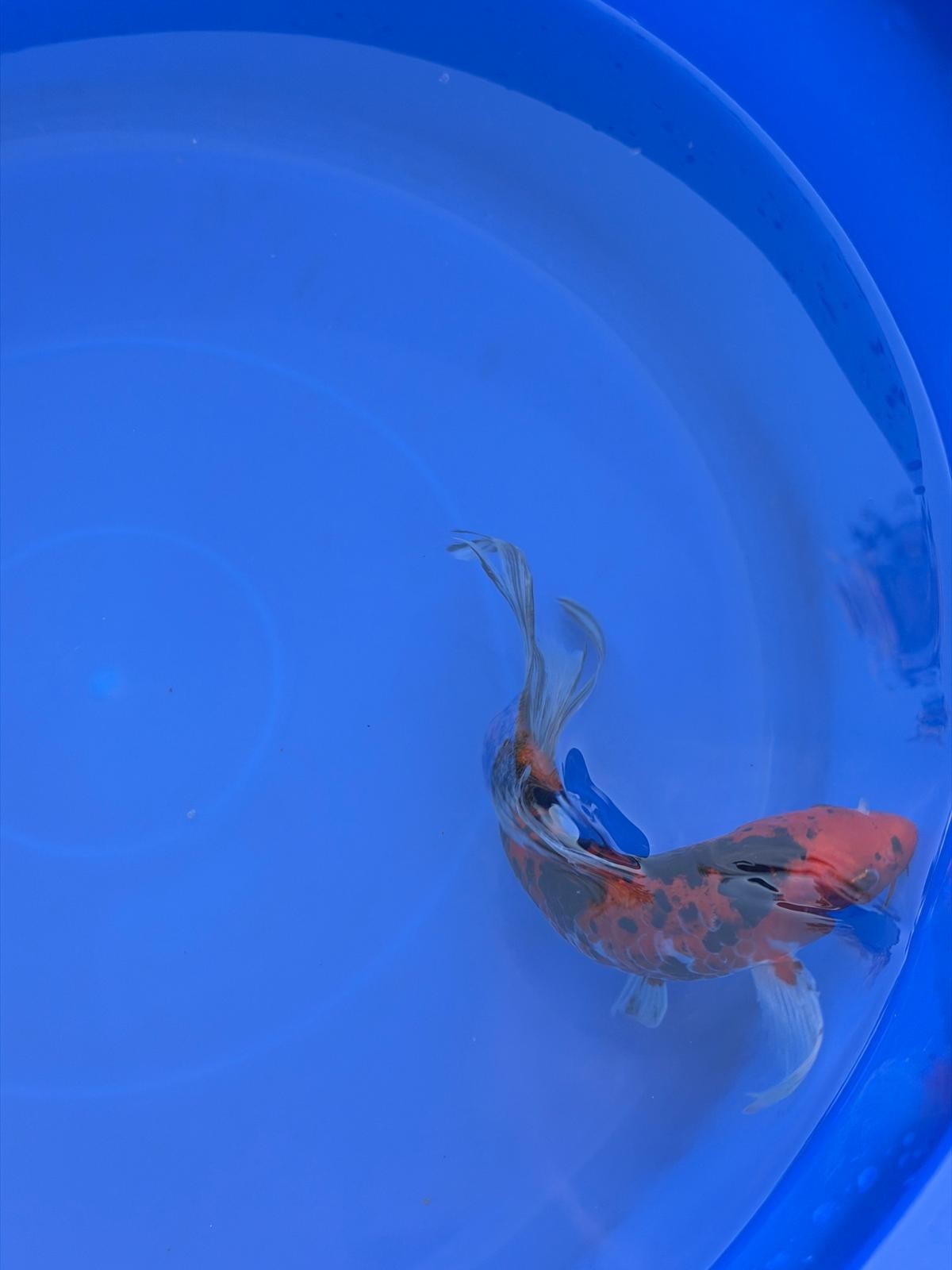 Aka Bekko Butterfly Koi 8"