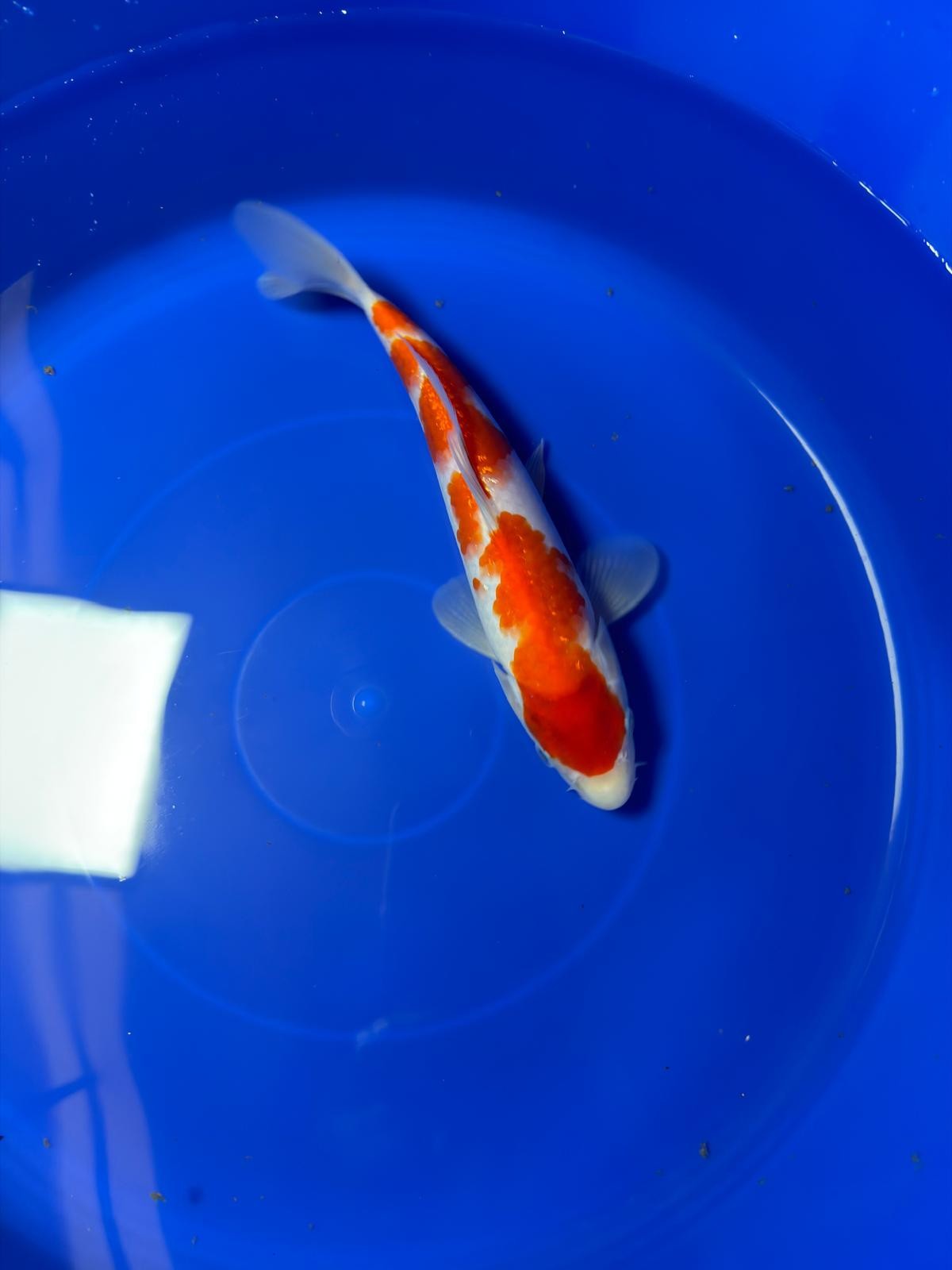 9" Ginrin Kohaku Japanese Imported (Hand Picked)