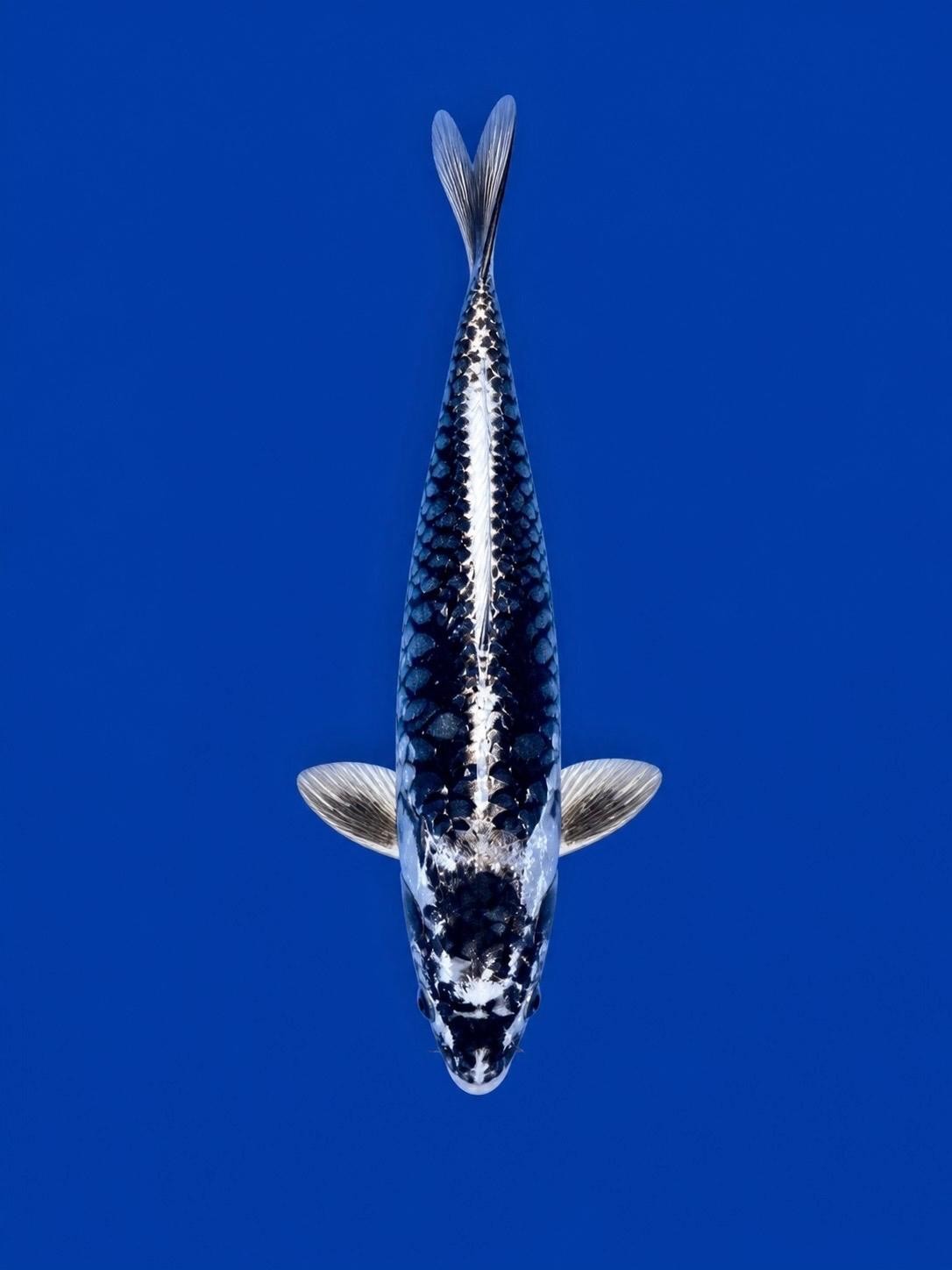 Kikokuruyu Koi 10"