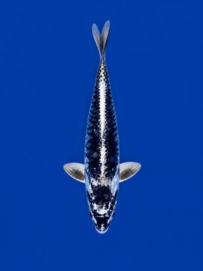 Kikokuruyu Koi 10"