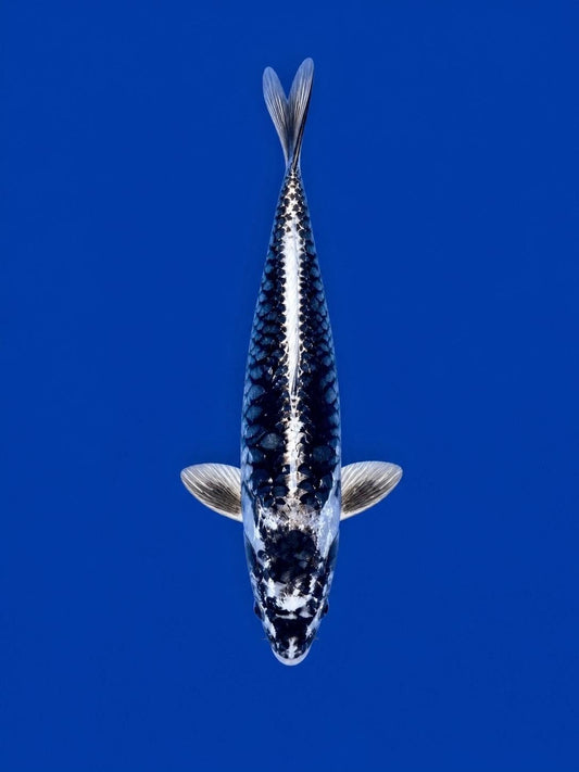 Kikokuruyu Koi 10"