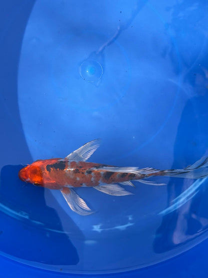 Showa Butterfly Koi 9 Inch