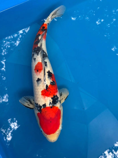 19" Sanke Japanese Imported