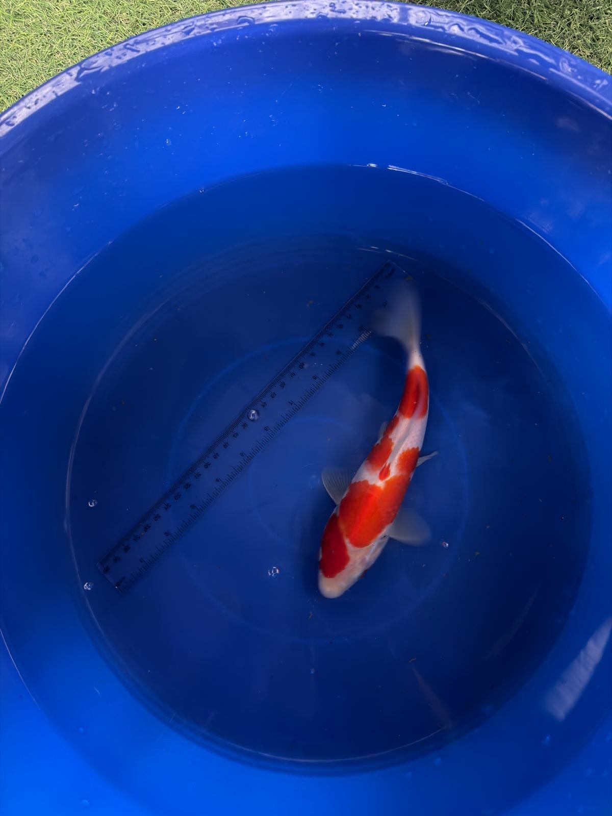 9"  Kohaku Japanese Import Koi (Hand Picked) T3