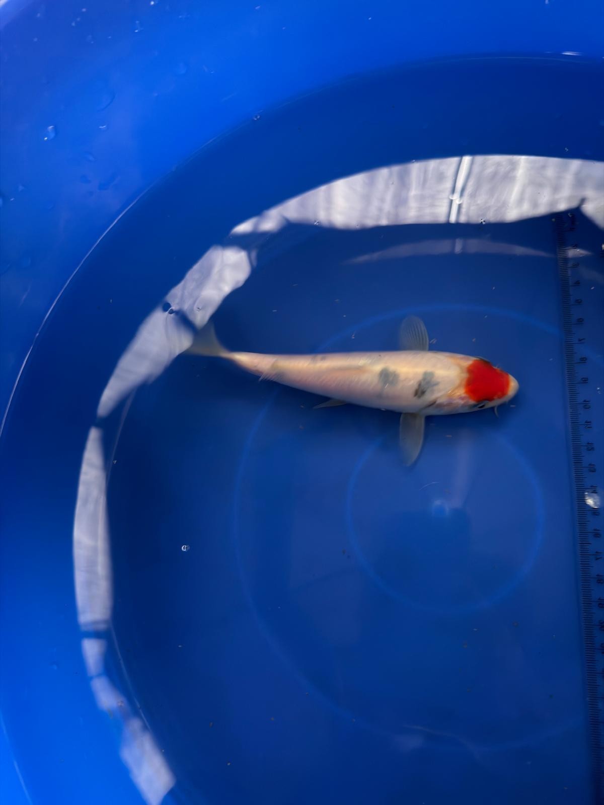 6"  Tancho Sanke Japanese Import Koi (Hand Picked) T3