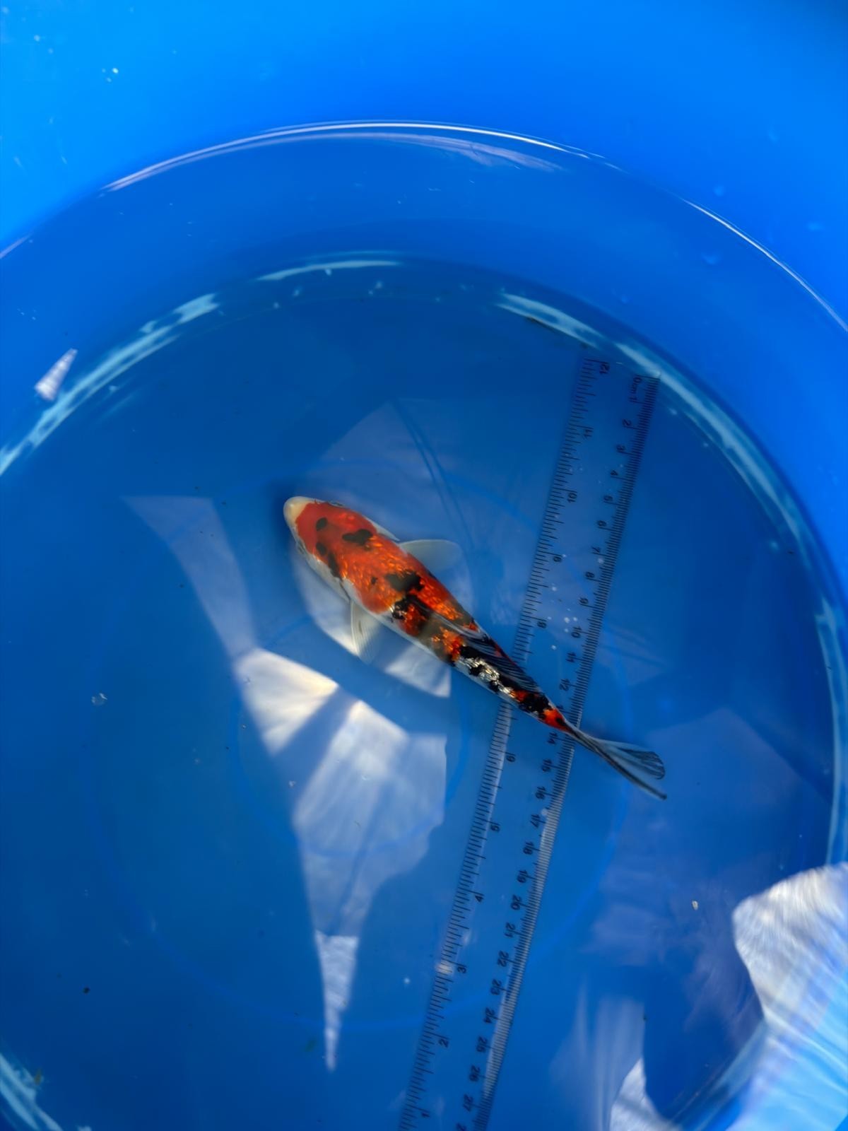 6"  Ginrin Showa Japanese Import Koi (Hand Picked)
