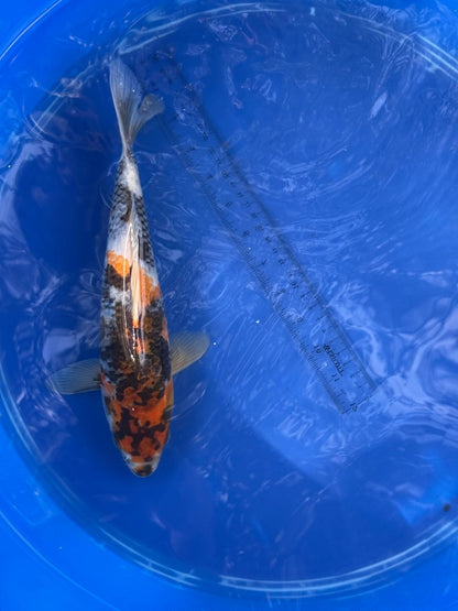 Japanese Dainichi Showa 11 inch