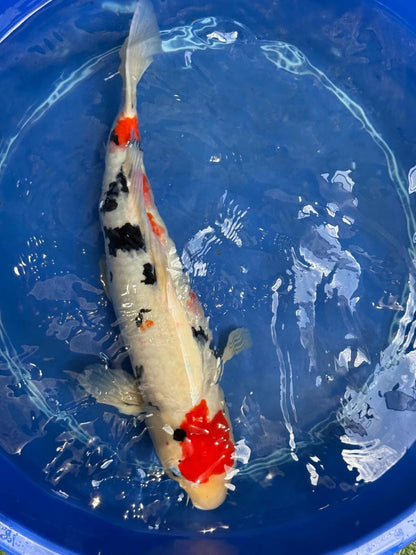 Japanese Koi Taisho Sanke 19 inch