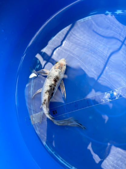 Shiro Butterfly 8" Koi