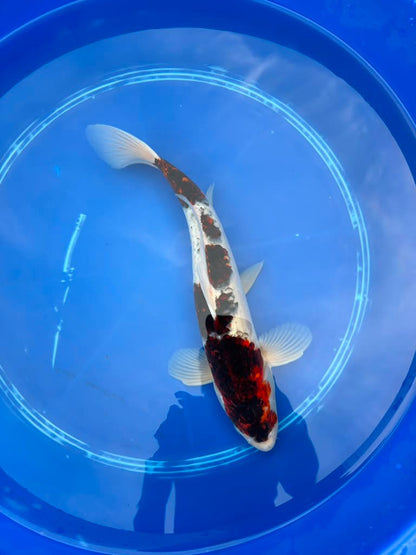 16 Inch Budo goromo Japanese Import Koi