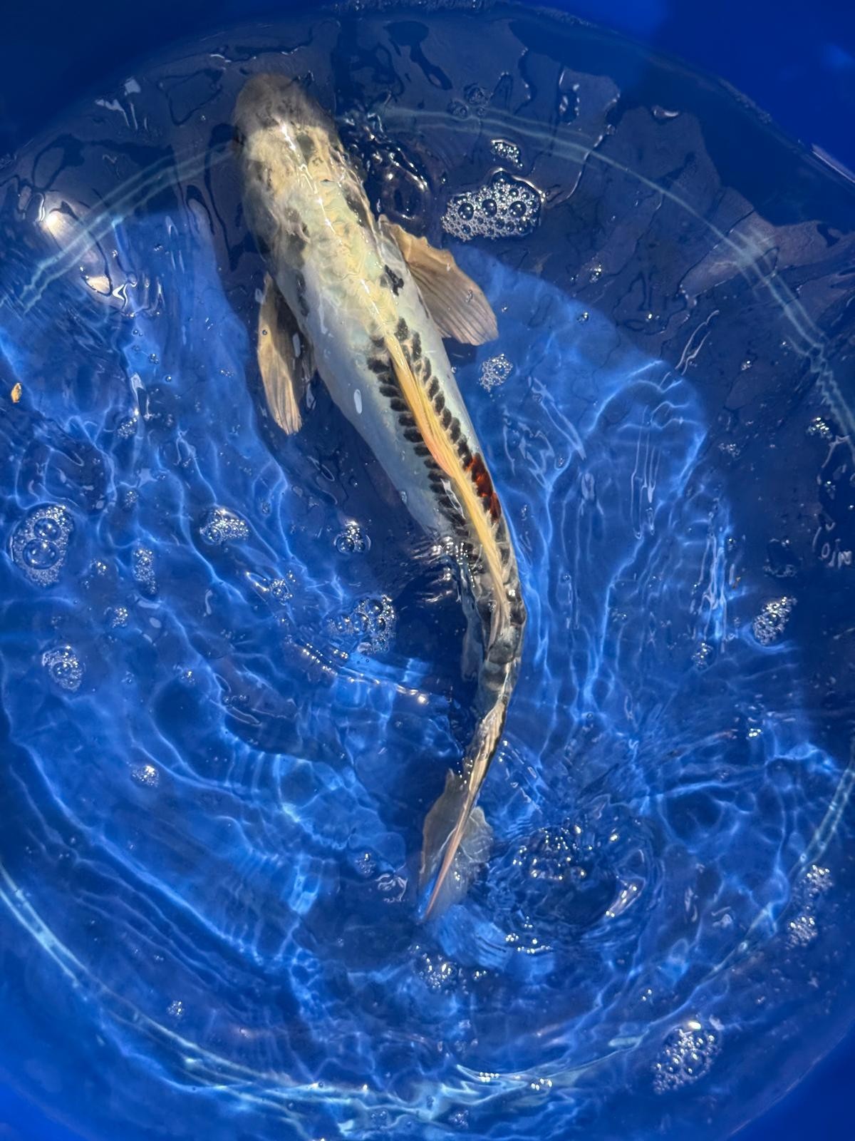 14.5"  Kikokuryu Japanese Import Koi