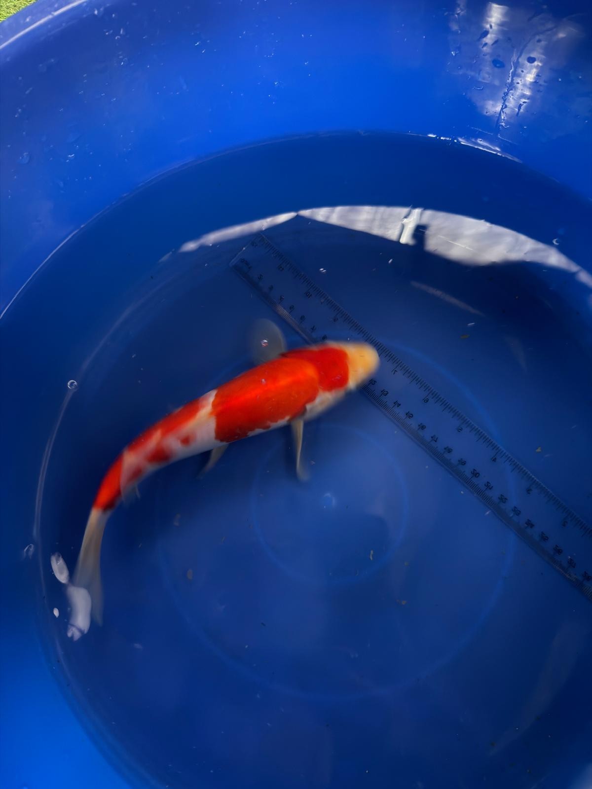 9"  Kohaku Japanese Import Koi (Hand Picked) T3
