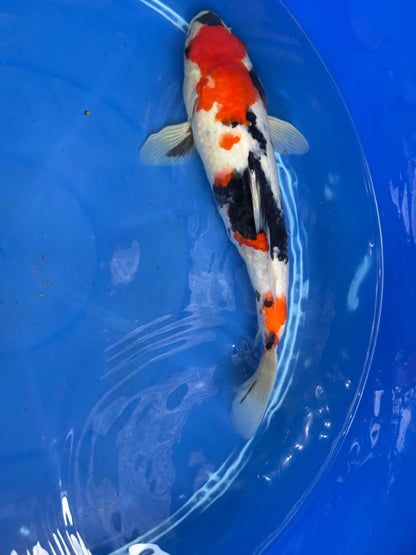 11" Showa Japanese Import Koi