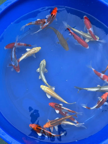 6 Pack of Japanese Imported Tosai Koi 6 to 7 inch