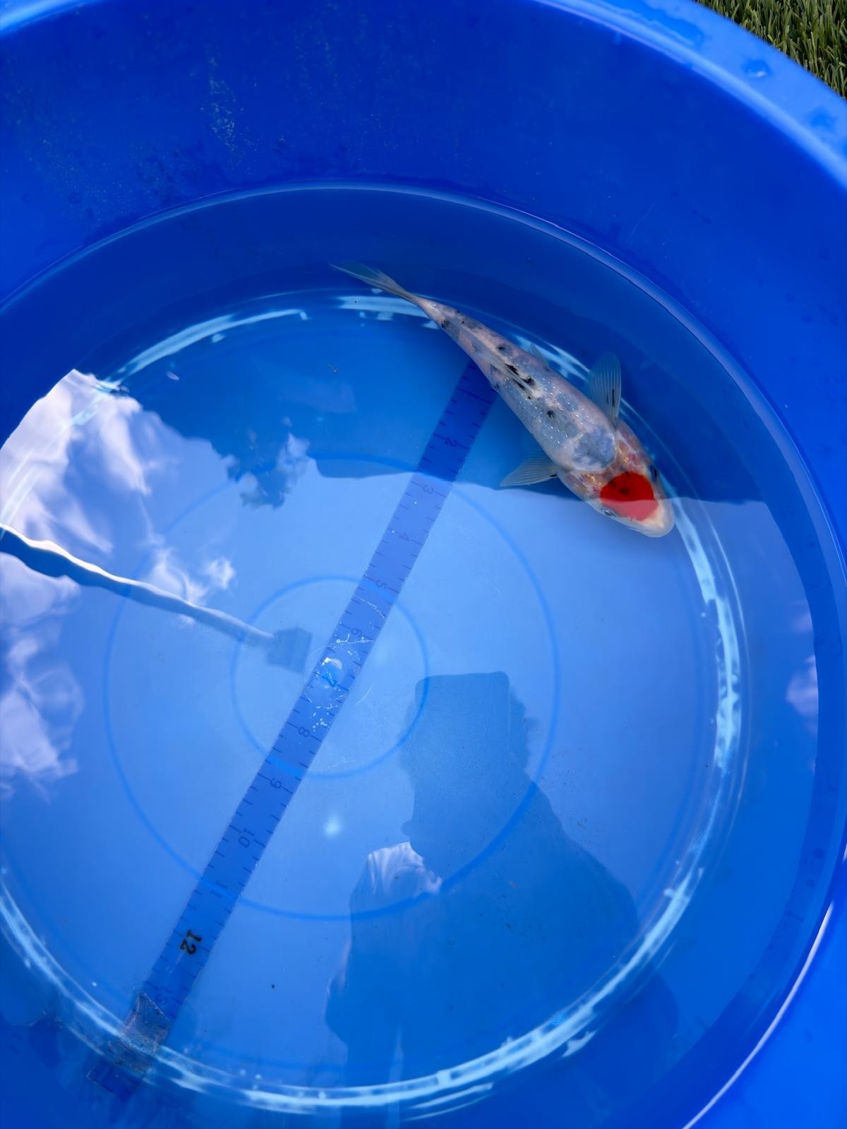 6"  Tancho Sanke Japanese Import Koi