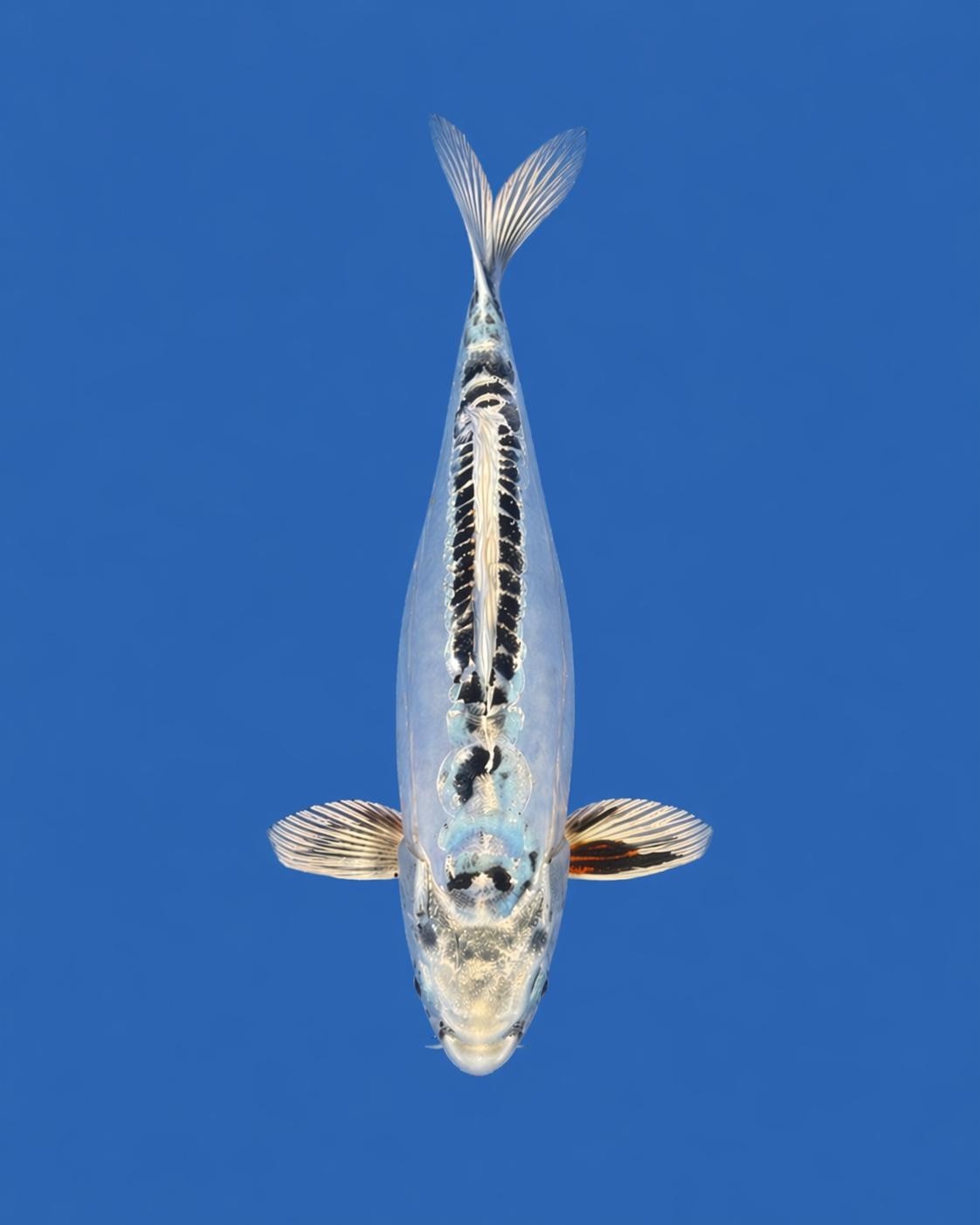 15"  Kikokuryu Japanese Import Koi